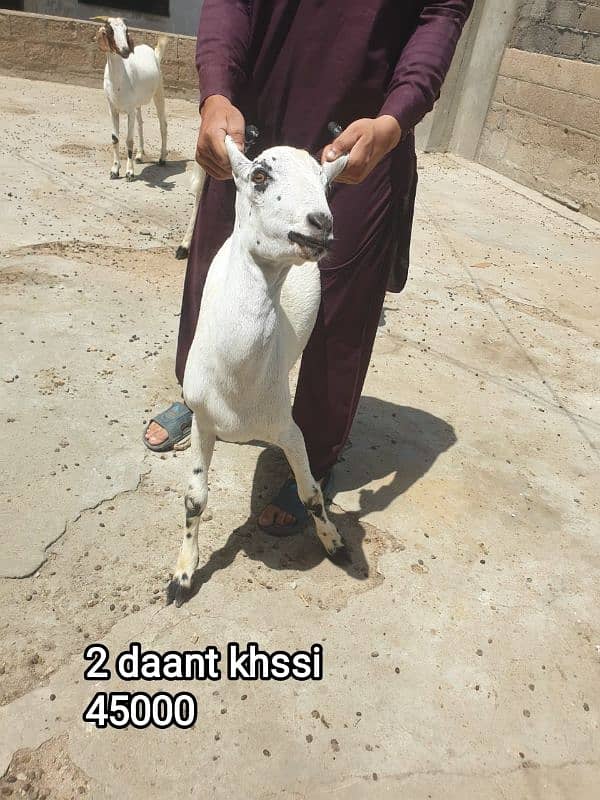 2 Dant Kassi bakre for qurbani 2k25 4