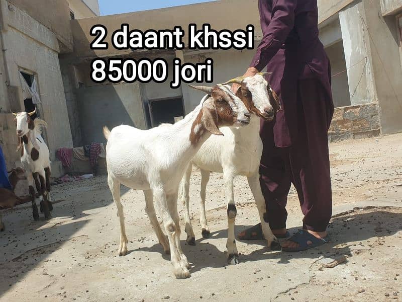 2 Dant Kassi bakre for qurbani 2k25 5