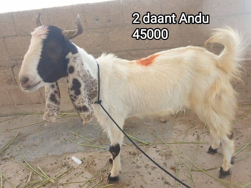 2 Dant Kassi bakre for qurbani 2k25 6