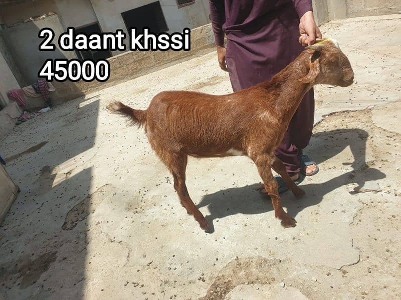 2 Dant Kassi bakre for qurbani 2k25 7