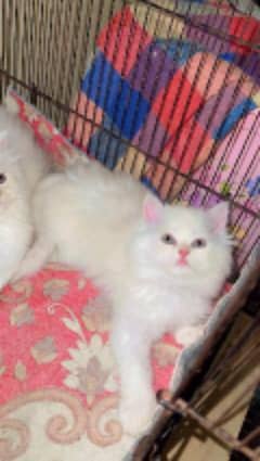 person cat for sale my WhatsApp number 03260536967