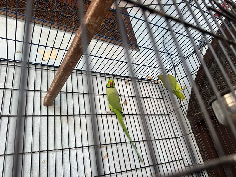 Green parrort male female with cage 0