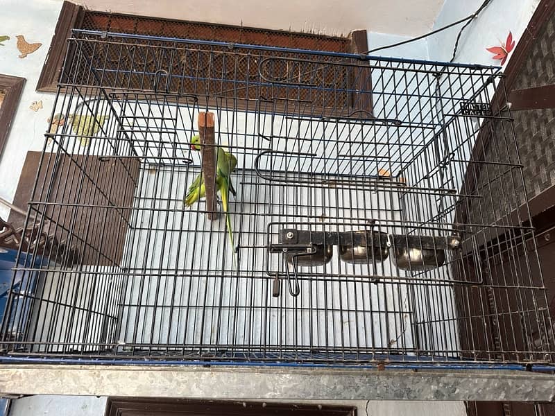 Green parrort male female with cage 1