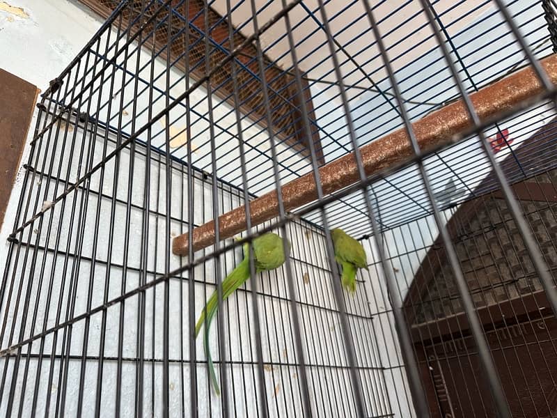 Green parrort male female with cage 3