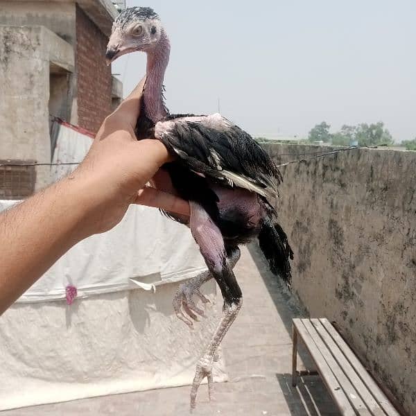 Aseel Murga murgi  pair 0