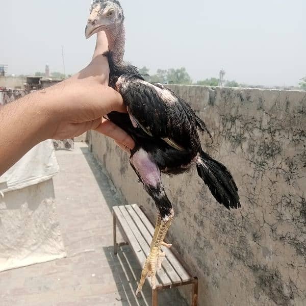 Aseel Murga murgi  pair 1