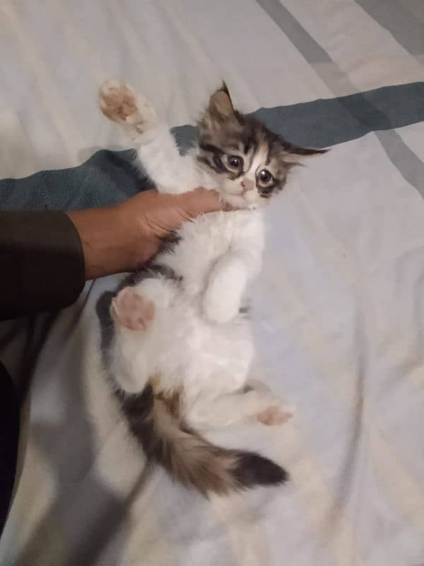 Persian kitten 0
