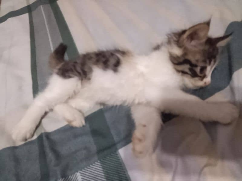 Persian kitten 1