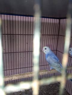 Voilet, Blue, Rainbow Budgies, different colors