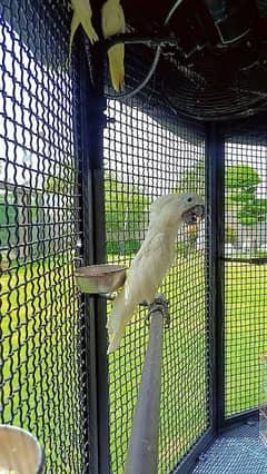Umbrella Cockatoo Better than Triton/Medium Sulphur/Moluccan Cockatoo