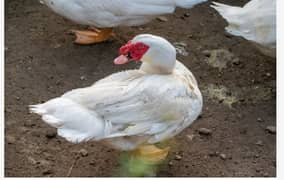 China ducks for sell 03176001749