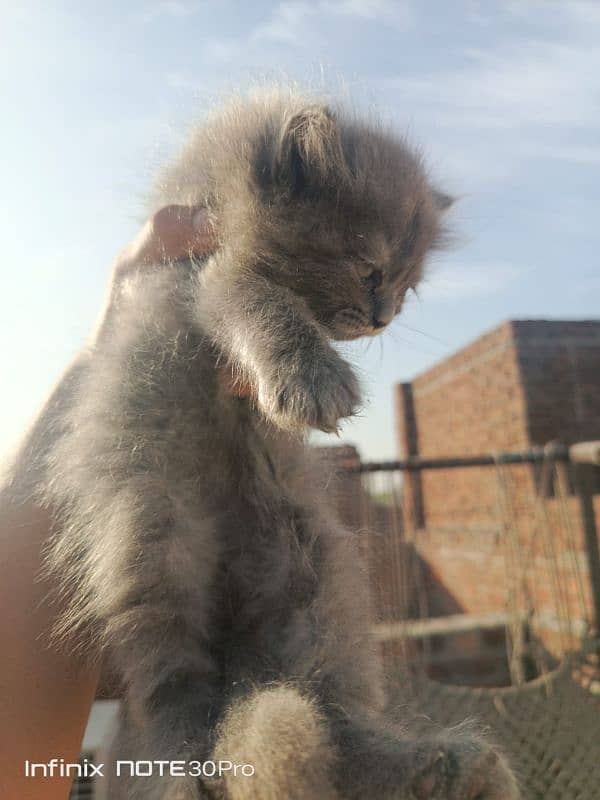 Grey Male Persian Kitten 0