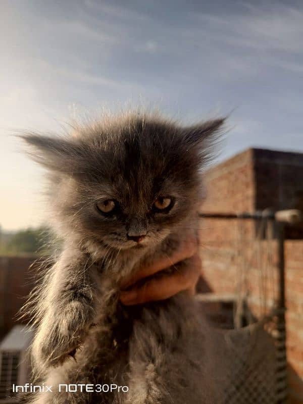 Grey Male Persian Kitten 1