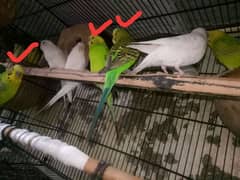 Budgies male breerd