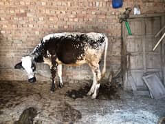 nasli cow