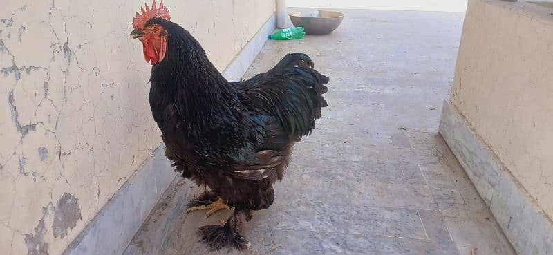 Golden  & Black Buff 0