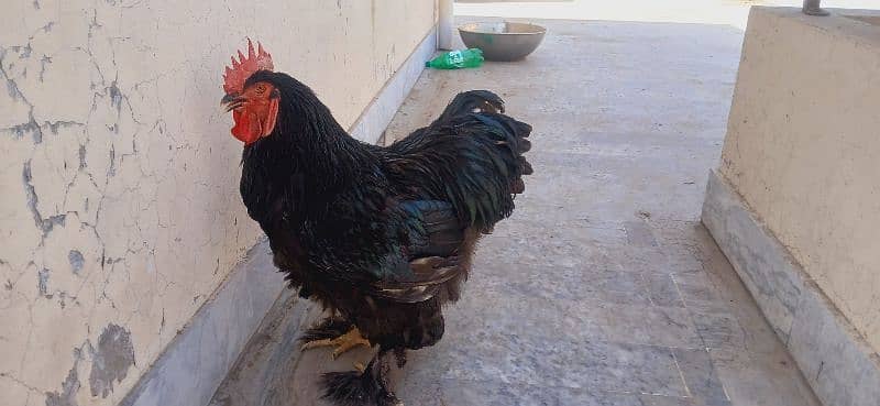 Golden  & Black Buff 1