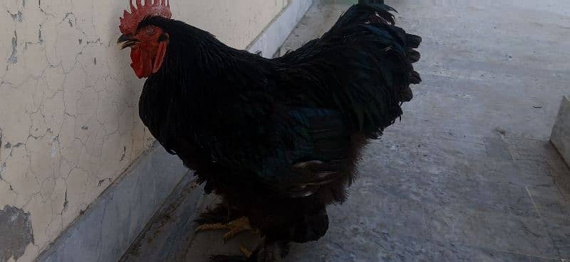 Golden  & Black Buff 2