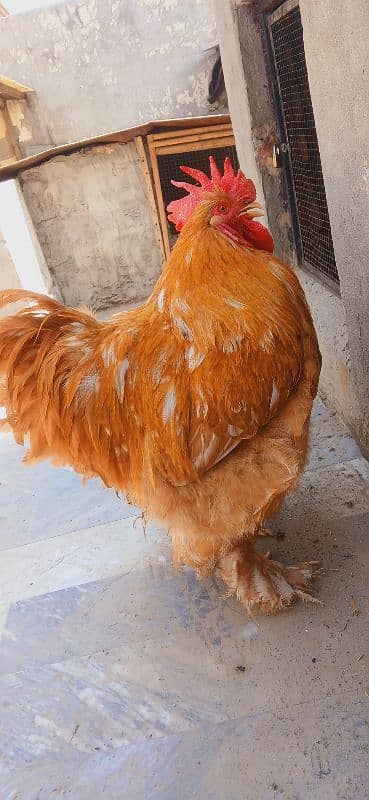 Golden  & Black Buff 5
