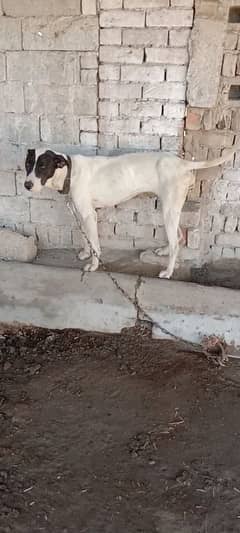 bully gultair pregnant female for sale