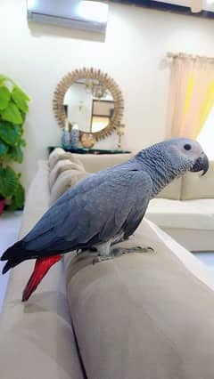 Congo