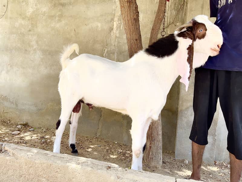 Gulabi/makhachina cross breed 0