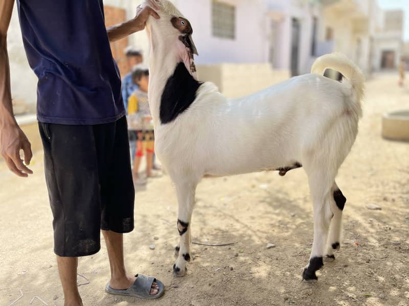 Gulabi/makhachina cross breed 1