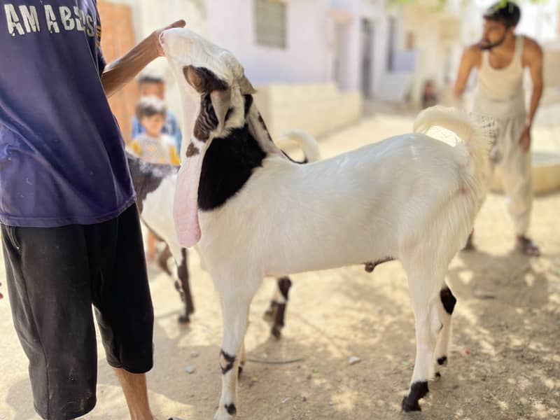 Gulabi/makhachina cross breed 2