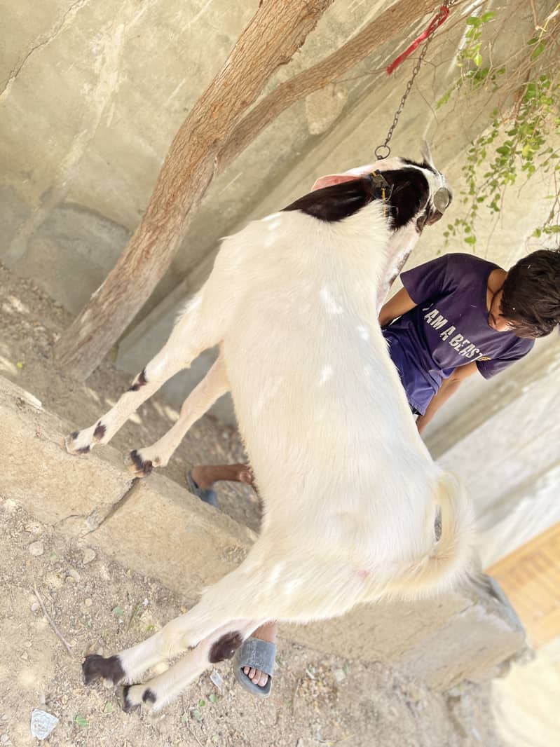 Gulabi/makhachina cross breed 3