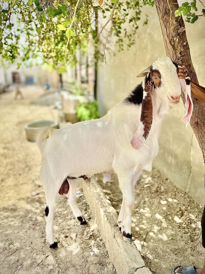 Gulabi/makhachina cross breed 4