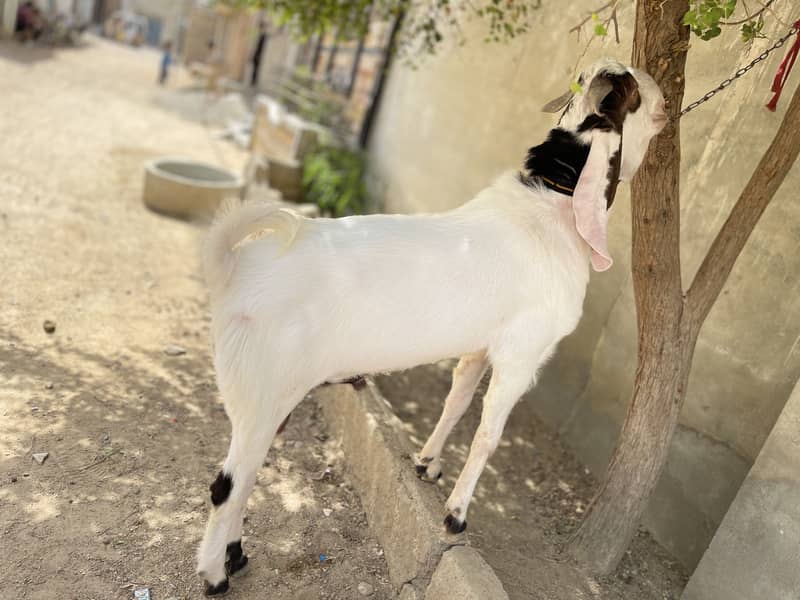 Gulabi/makhachina cross breed 5