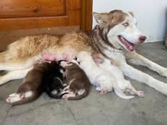 Husky
