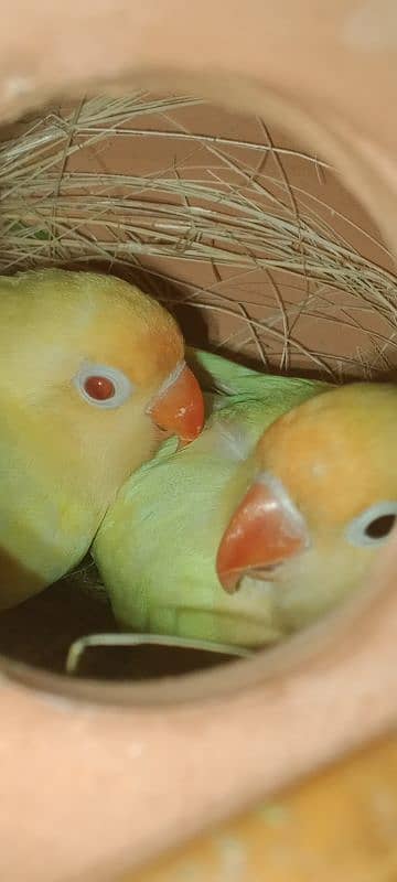 Breedar pair 0