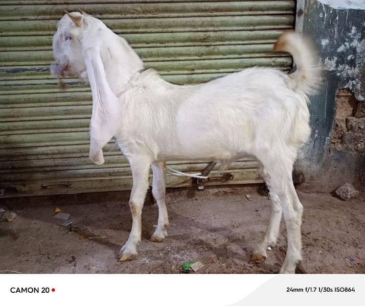 qurbani 2025 0