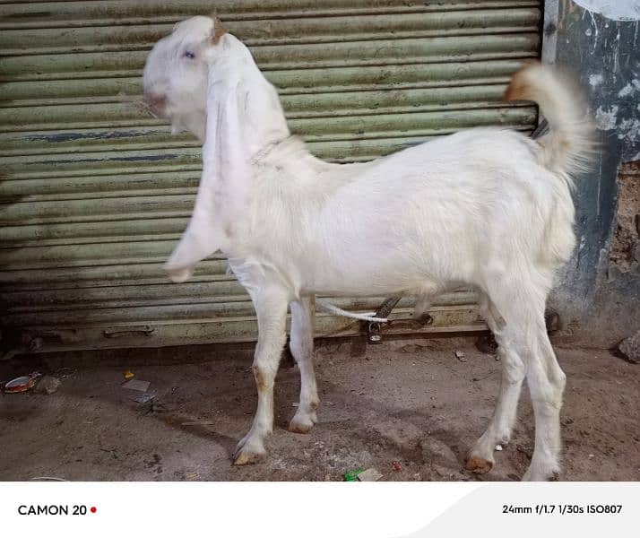 qurbani 2025 1