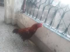 aseel murg achi condition ka ha