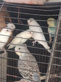 Australian parrots