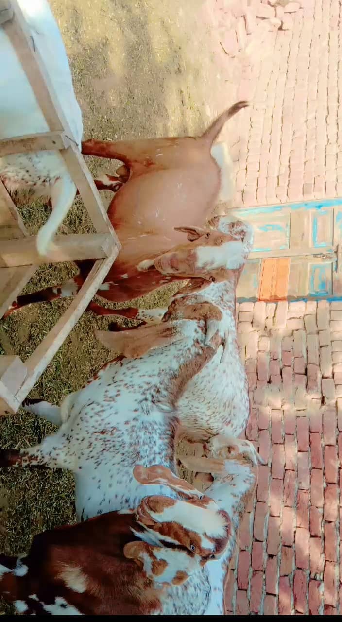 Qurbani k bkry 3