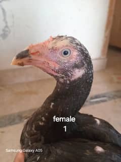 aseel murga chicks female
