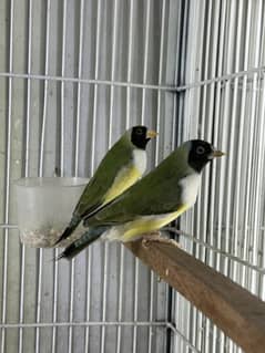 Gouldian pair