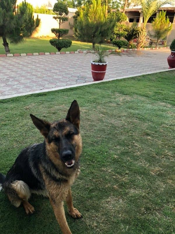 German shephard 0