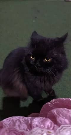 catt
