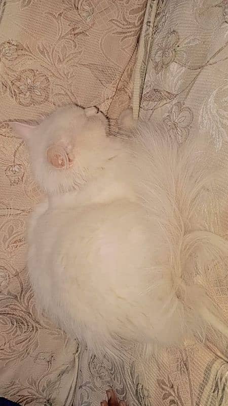 Persion cat 0