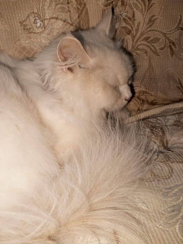 Persion cat 1