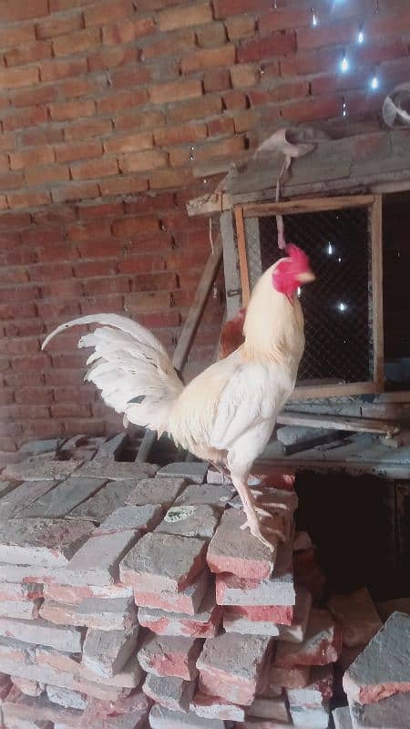 Aseel han male 1
