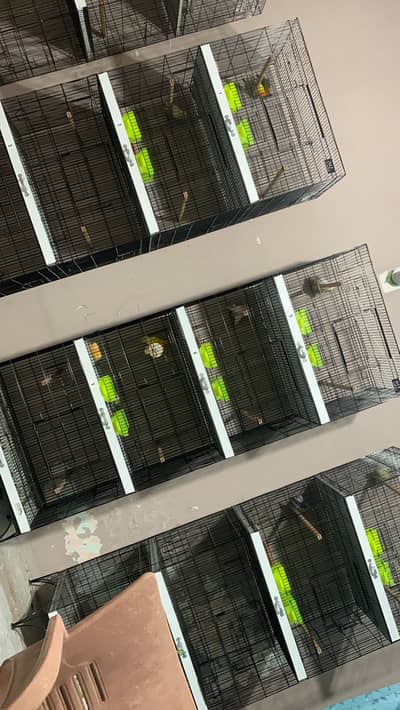 Full love bird setup for sale breeder pairs all pairs are healthy