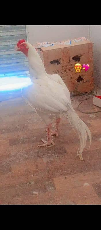 heera aseel for sale  10000 price location kallar syeda road 0