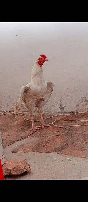 heera aseel for sale  10000 price location kallar syeda road 5