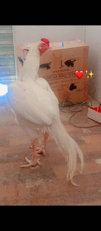 heera aseel for sale  10000 price location kallar syeda road 8