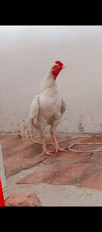 heera aseel for sale  10000 price location kallar syeda road 10